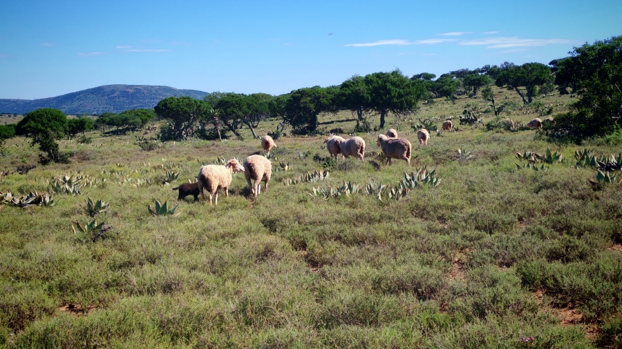 0 Bedroom Property for Sale in Somerset East Rural Eastern Cape